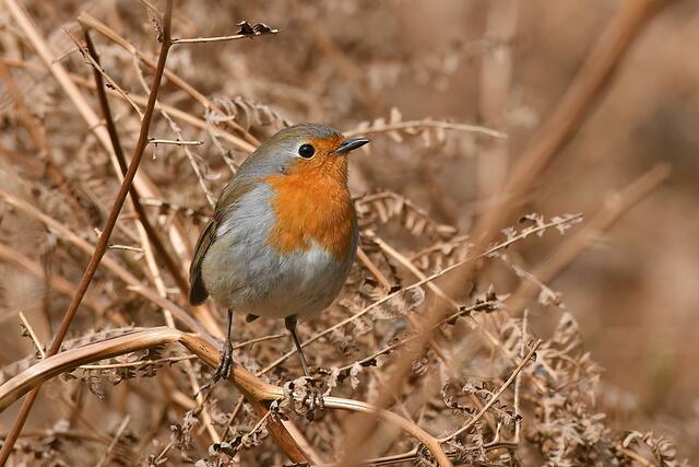 Rotkehlchen | Foto: Copyright Andreas Schäfer