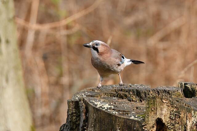 Eichelhäher | Foto: Copyright Andreas Schäfer