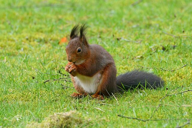 Eichhörnchen | Foto: Copyright Andreas Schäfer
