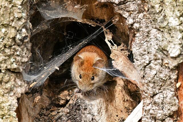 Rötelmaus | Foto: Copyright Andreas Schäfer