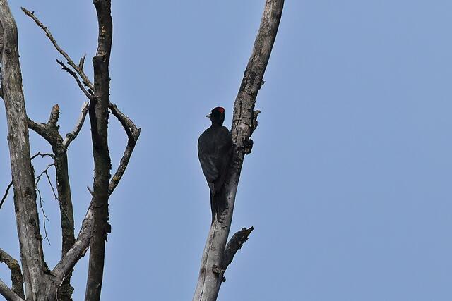 Schwarzspecht | Foto: Copyright Andreas Schäfer