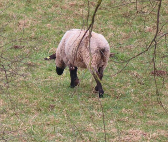 Ausschnitt aus dem Origianl-Foto. | Foto: M. A.