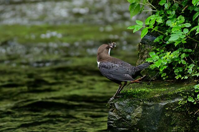 Foto: Copyright Andreas Schäfer