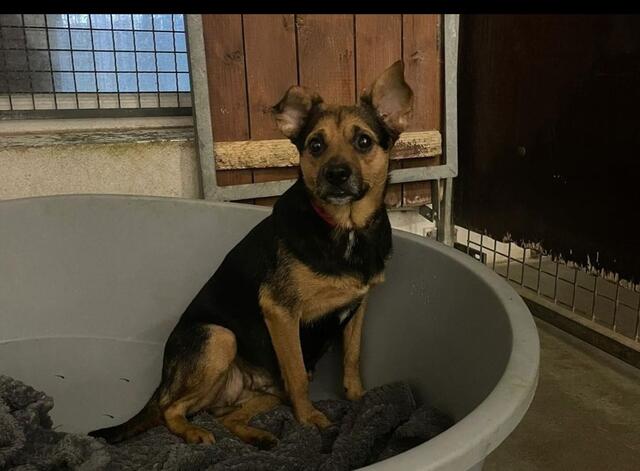 Hundehaus | Foto: Tierheim Höchstädt