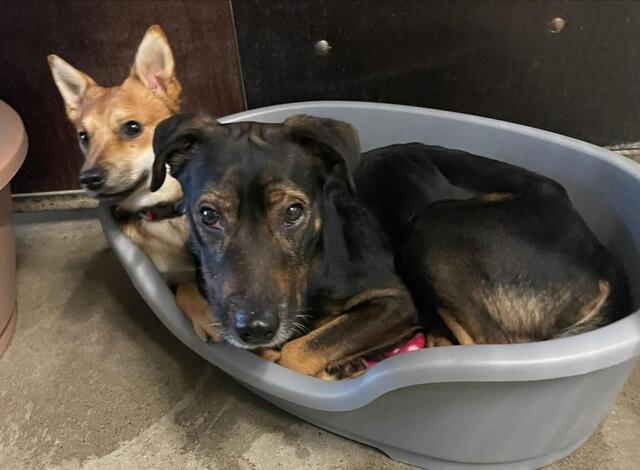 Hundehaus | Foto: Tierheim Höchstädt