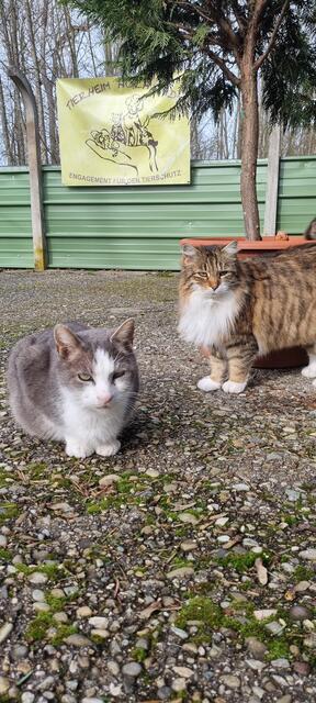 Shircan und Mila (Hoftiger) | Foto: Sabine Pollok