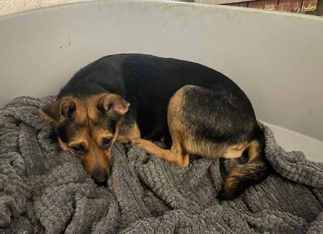 Hundehaus | Foto: Tierheim Höchstädt