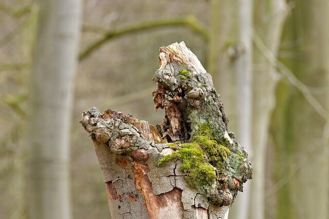 Foto: Copyright Andreas Schäfer
