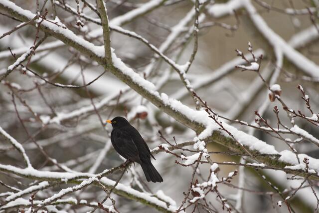 Schnee gab's auch