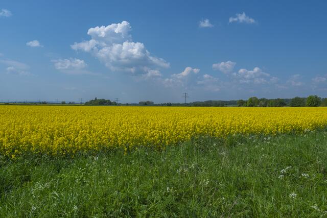 Rapsfeld bei Ingeln-Oeselse