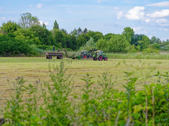 Heuernte