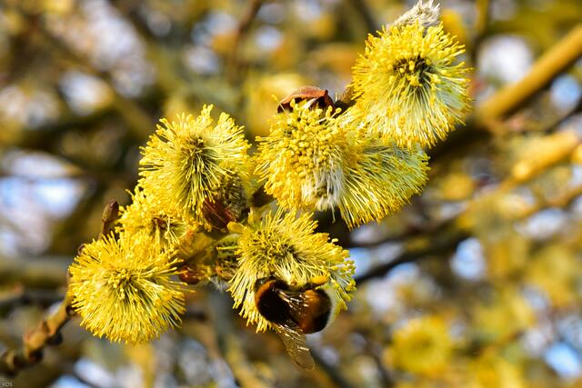 Pollen sammeln