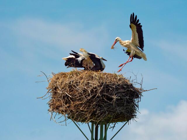 Nestbau