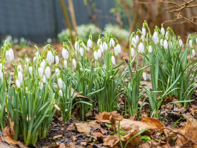 Endlich Frühling