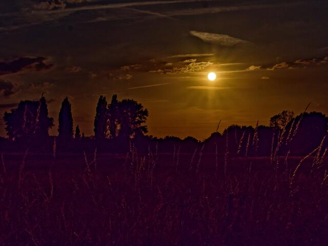 Sonnenlicht in den Gräsern