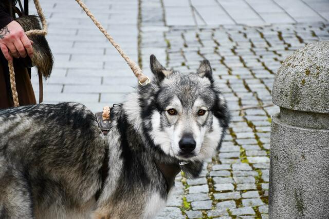 Foto: Andreas Albert - Stadt Dillingen