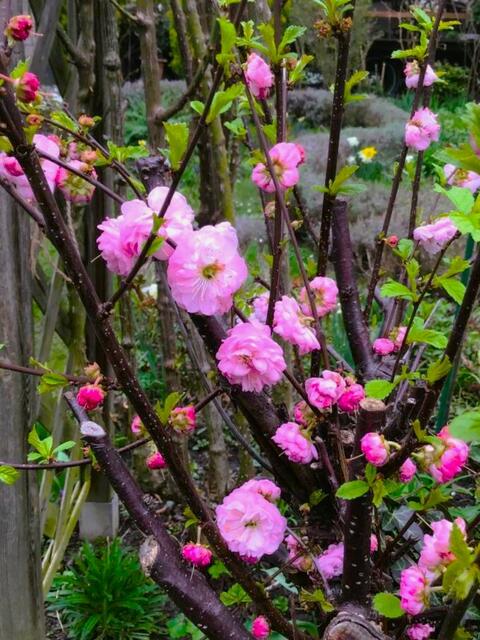Die zarten Blüten des Mandelbäumchens...