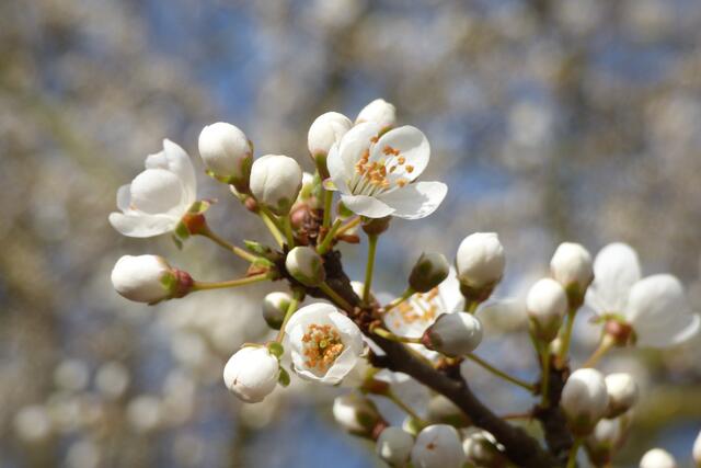 Frühling pur