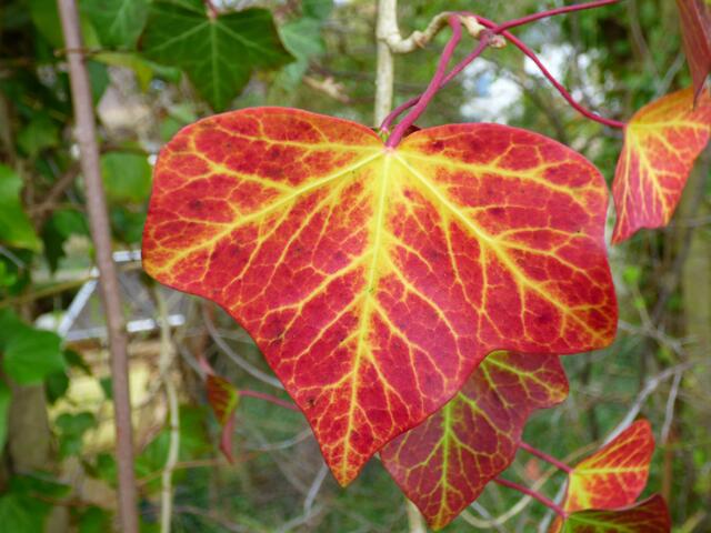 Und noch Herbstfarben dabei!