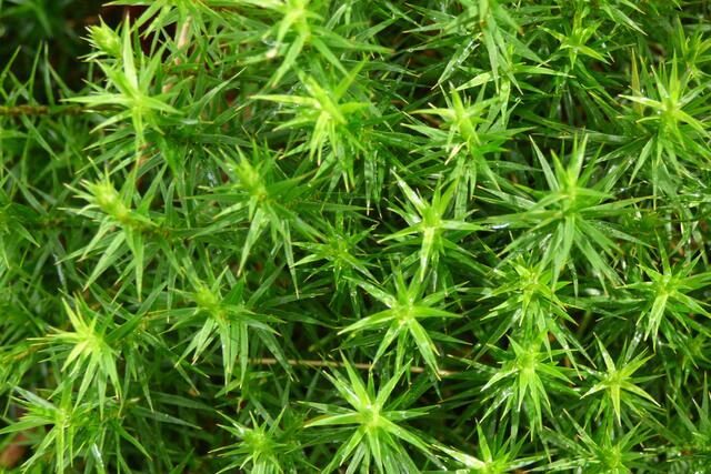 Kleine glitzernde grüne Sterne