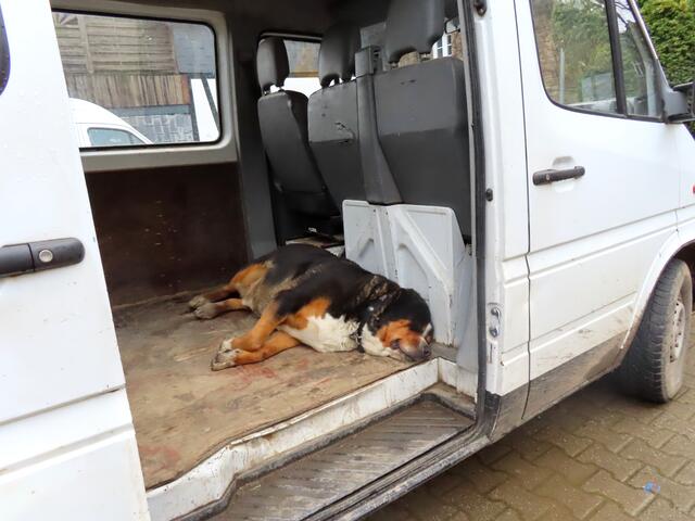 Müder Hofhund