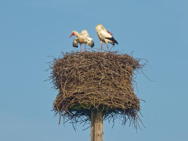 Plötzlich steht das Storchenpaar aus dem Nest heraus aufrecht hervor. Mit lautem Geklapper zeigen sie sich und dem Fotografen Ihre Liebe!