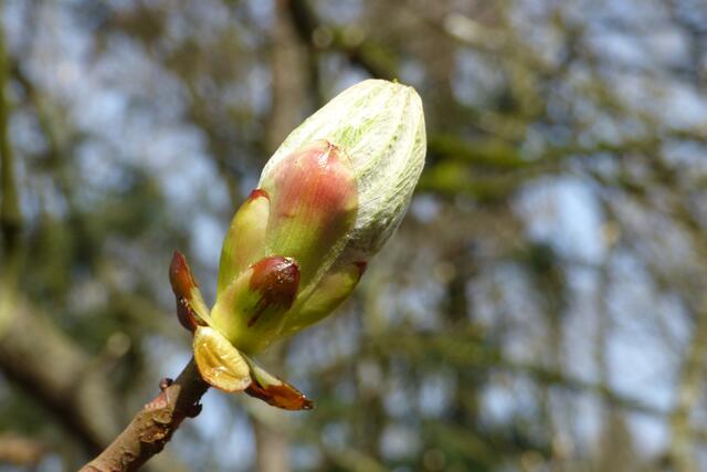 Neues Leben
