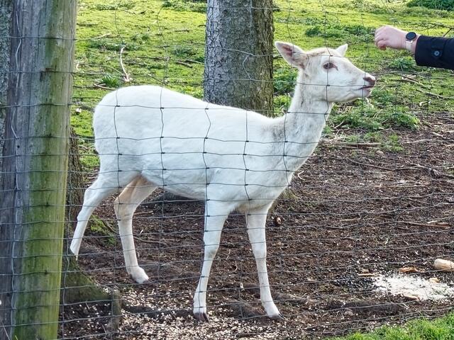 Steinwedel Ecke Dorfstraße und Paradiesweg. Hier ist ein Gehege mit kleinen Rehen. Am Ostersonntag waren dort viele Familien mit Kindern, die zusätzlich reichlich Gras zum Füttern zupften 