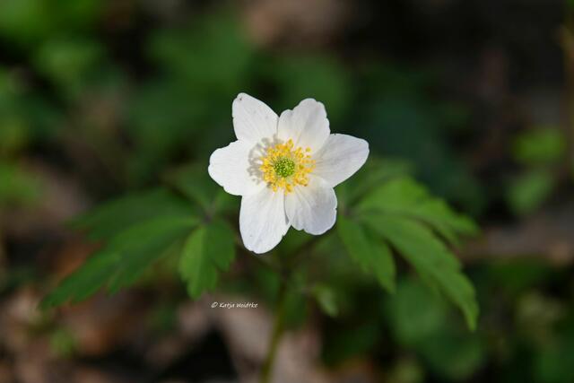 Das Leuchten der Buschwindröschen im Eichenpark Langenhagen (Foto: Katja Woidtke) 

Buschwindröschen (Anemone nemorosa) | Foto: Katja Woidtke
