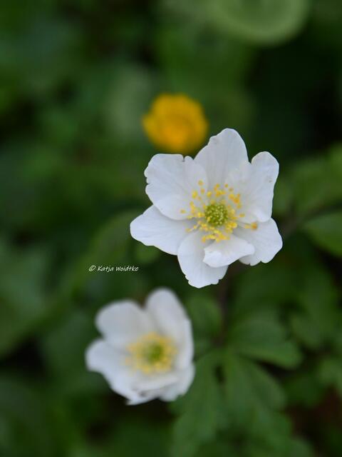 Das Leuchten der Buschwindröschen im Eichenpark Langenhagen (Foto: Katja Woidtke) 

Buschwindröschen (Anemone nemorosa) | Foto: Katja Woidtke