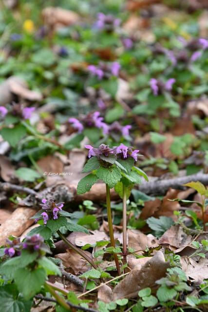Das Leuchten der Buschwindröschen im Eichenpark Langenhagen (Foto: Katja Woidtke)

Taubnessel (Lamium) | Foto: Katja Woidtke