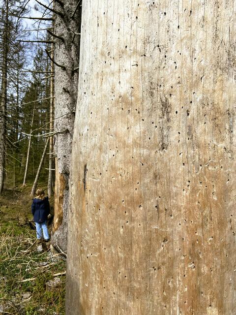 Wirken des Borkenkäfers gut erkennbar.