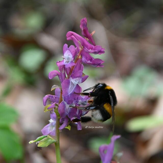 Das Leuchten der Buschwindröschen im Eichenpark Langenhagen (Foto: Katja Woidtke)

Erdhummel küsst Lerchensporn | Foto: Katja Woidtke