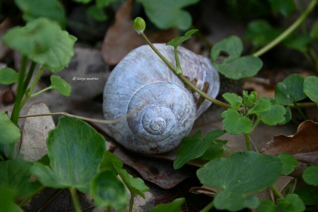 Das Leuchten der Buschwindröschen im Eichenpark Langenhagen (Foto: Katja Woidtke)

Weinbergschnecke (Helix pomatia) | Foto: Katja Woidtke