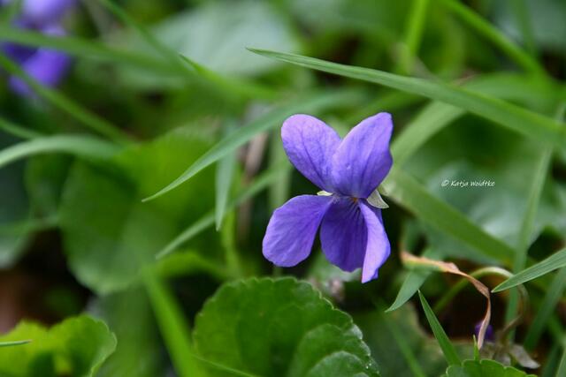 Das Leuchten der Buschwindröschen im Eichenpark Langenhagen (Foto: Katja Woidtke)

Veilchen (Viola) | Foto: Katja Woidtke