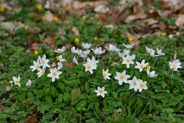 Das Leuchten der Buschwindröschen im Eichenpark Langenhagen (Foto: Katja Woidtke) 

Buschwindröschen (Anemone nemorosa) | Foto: Katja Woidtke