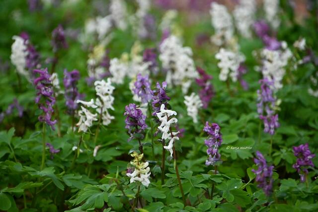 Das Leuchten der Buschwindröschen im Eichenpark Langenhagen (Foto: Katja Woidtke)

Lerchensporn (Corydalis) | Foto: Katja Woidtke