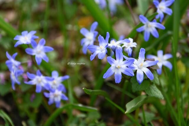 Das Leuchten der Buschwindröschen im Eichenpark Langenhagen (Foto: Katja Woidtke)

Blausternchen (Scilla) | Foto: Katja Woidtke