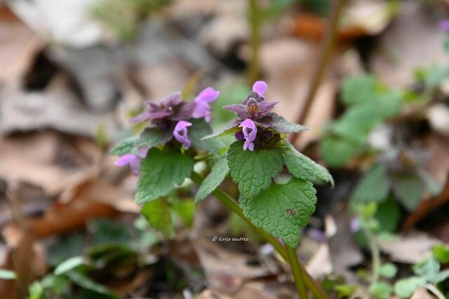 Das Leuchten der Buschwindröschen im Eichenpark Langenhagen (Foto: Katja Woidtke)

Taubnessel (Lamium) | Foto: Katja Woidtke