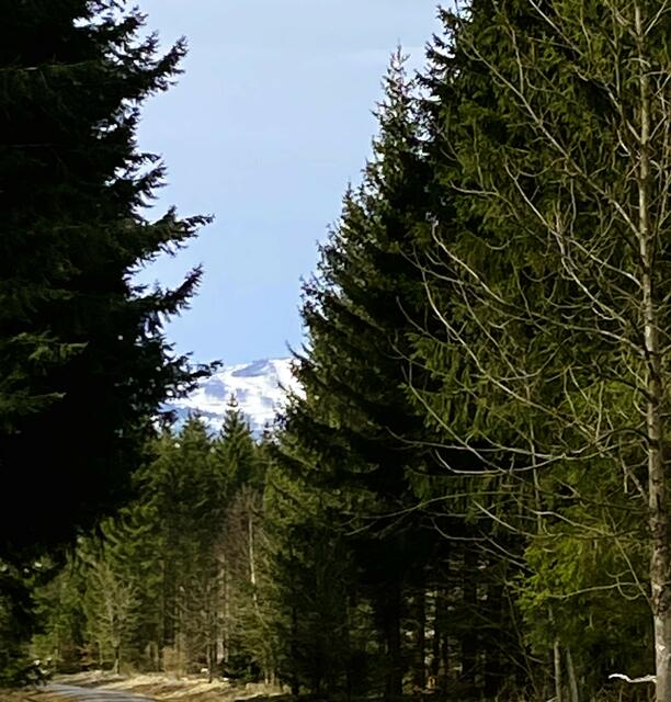 Es gibt auch zusammenhängenden Wald ... aber wenig. 
Im Hintergrund wieder der Brocken. 