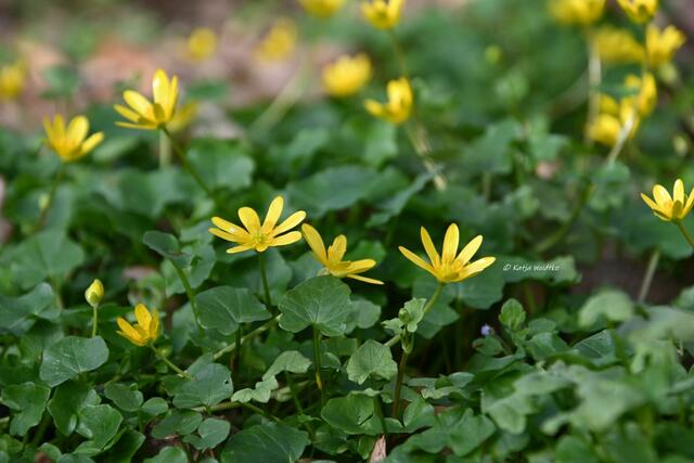 Das Leuchten der Buschwindröschen im Eichenpark Langenhagen (Foto: Katja Woidtke)

Scharbockskraut (Ficaria verna) | Foto: Katja Woidtke