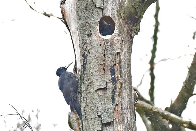 Schwarzspecht " Pärchen " | Foto: Copyright Andreas Schäfer