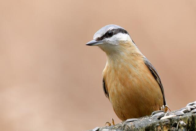 Kleiber | Foto: Copyright Andreas Schäfer