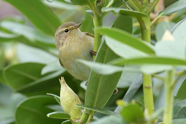 Zilpzalp | Foto: Copyright Andreas Schäfer