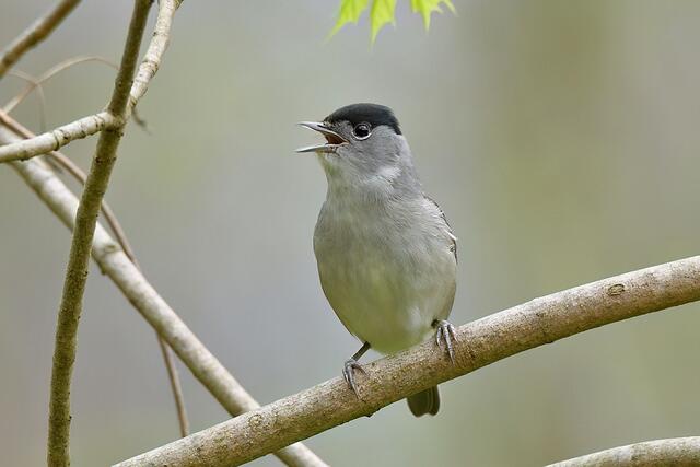 Mönchsgrasmücke " Männchen " | Foto: Copyright Andreas Schäfer
