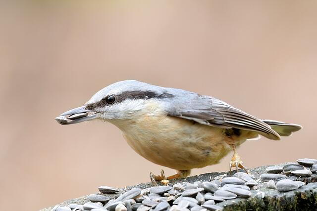 Kleiber | Foto: Copyright Andreas Schäfer
