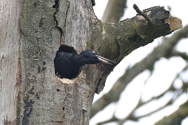 Schwarzspecht " Männchen " | Foto: Copyright Andreas Schäfer