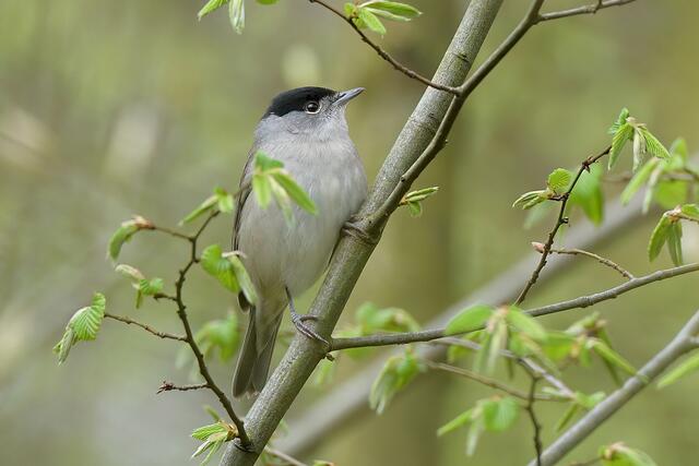 Mönchsgrasmücke " Männchen " | Foto: Copyright Andreas Schäfer