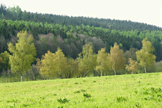 Grün in allen Schattierungen