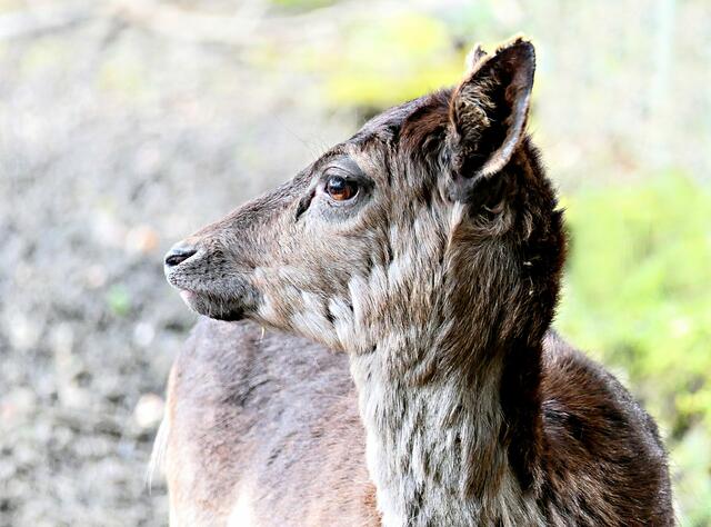 Das Wildgehege befindet sich nur wenige Meter östlich der Abtei